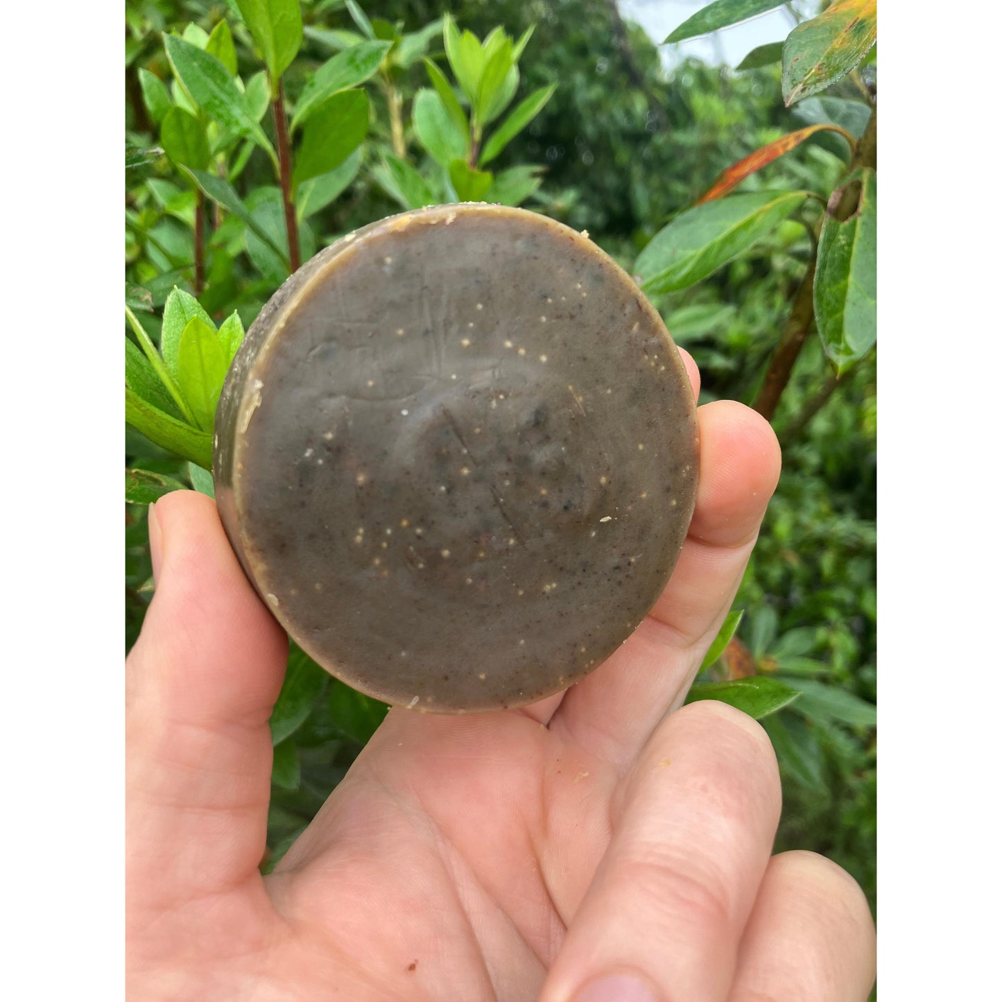 Avocado, Green Tea & Rosemary Conditioner Bar