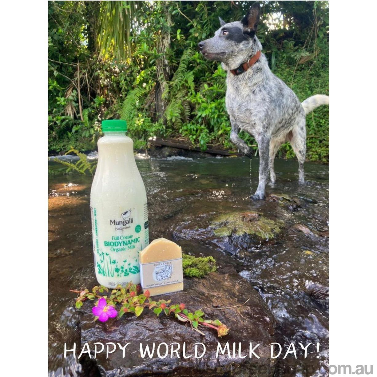Australian Stumpy Tail Cattle dog standing by a stream with a bottle of Mungalli Creek Dairy’s  Full Cream Organic Biodynamic Cow’s Milk and a bar of Misty Creek Soap’s Biodynamic Cow’s Milk soap, with 'Happy World Milk Day!' text.